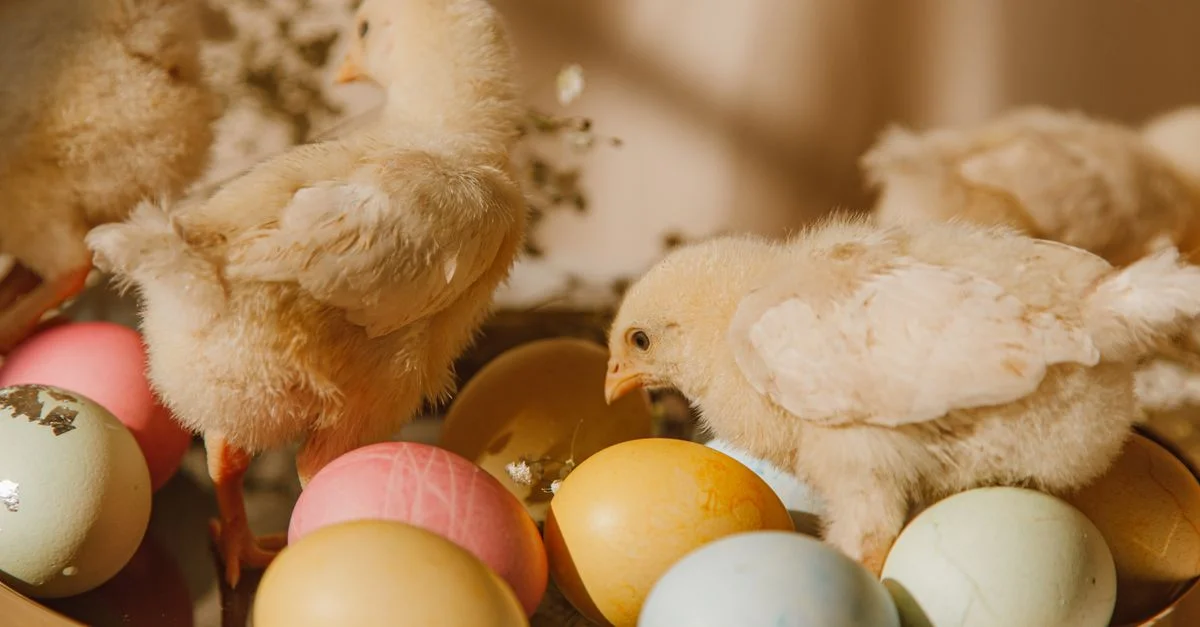 Des poussins mignons explorant un plateau d'oeufs de Pâques vibrants dans une lumière douce.