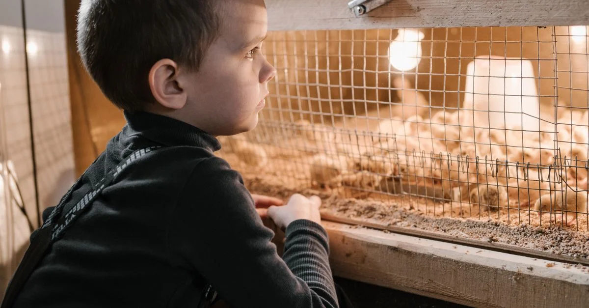 Un jeune garçon observe des poussins sous un éclairage chaud à l'intérieur d'une cage en bois, évoquant curiosité et innocence.