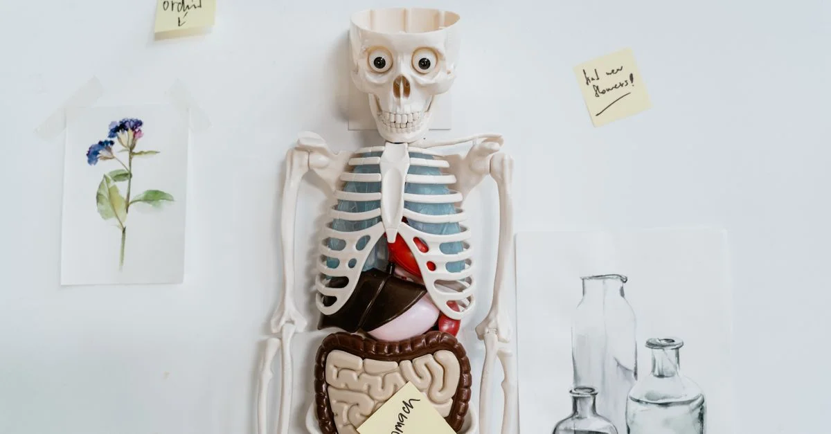 Modèle anatomique avec des post-it et des dessins sur un mur blanc, représentant les organes internes.