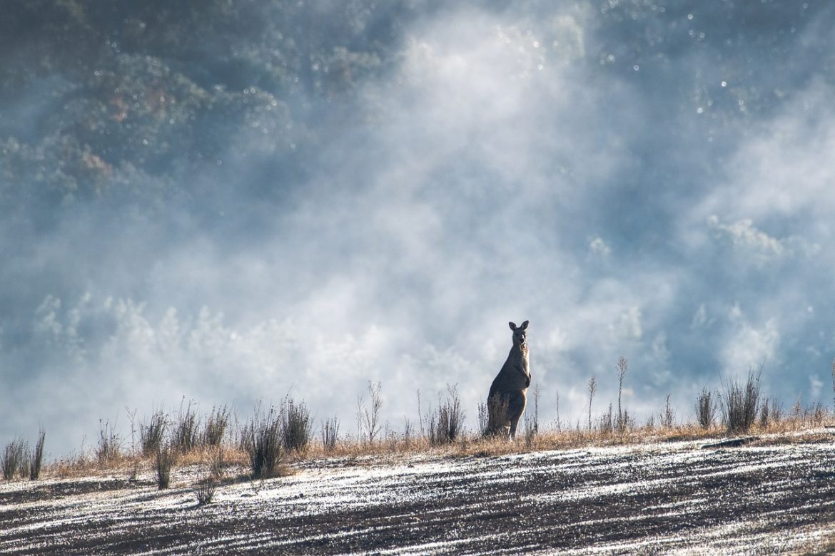 Animaux Australie : Voici les animaux australiens uniques